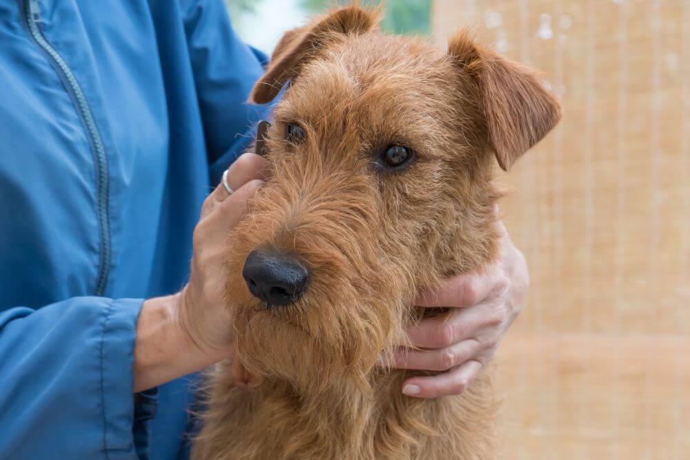Trimming the coat of an Irish Terrier.