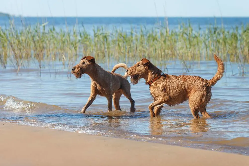 Zwei Irish Terrier im Wasser. 
