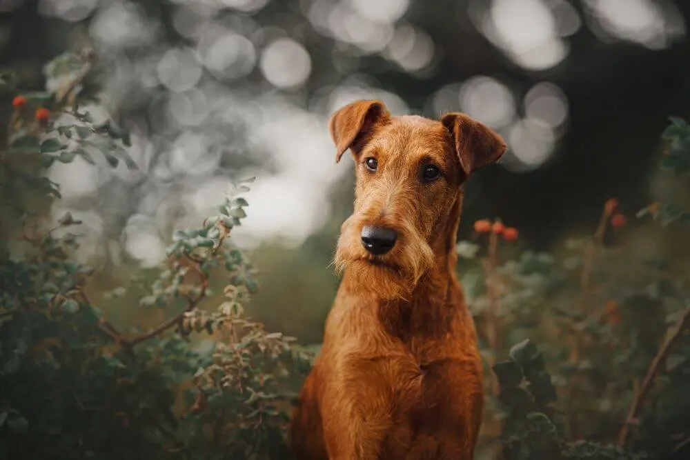 Irish Terrier in vegetation 