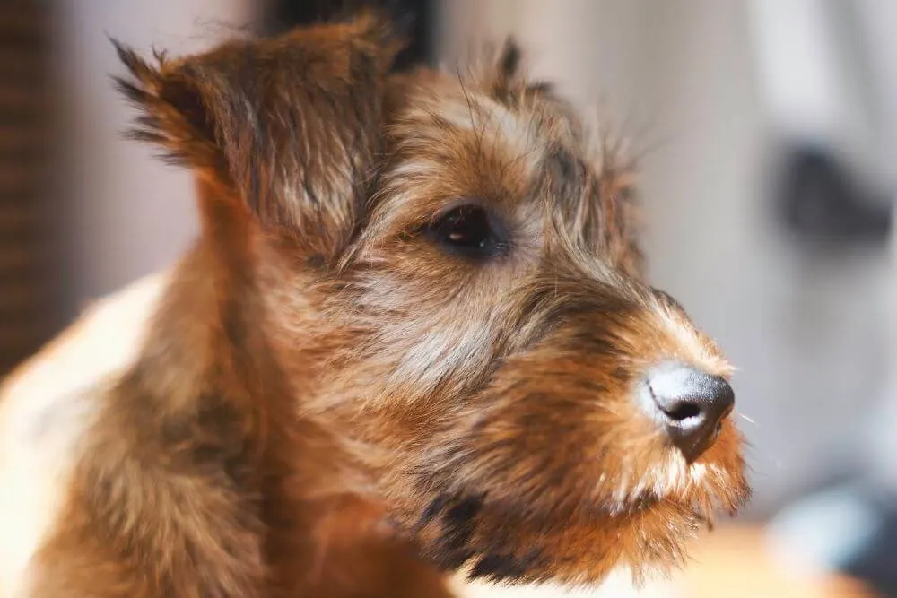 Irish Terrier Welpenporträt 