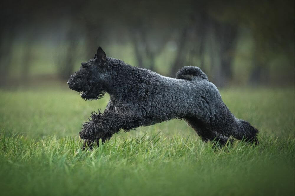 Kerry Blue Terriers are known for their livestock herding skills. 