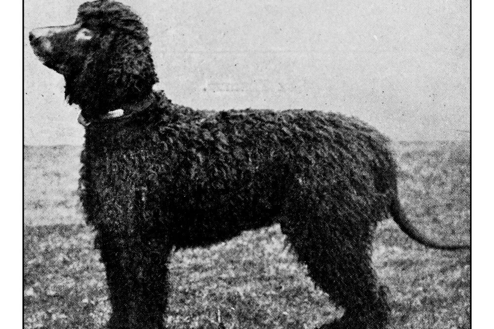 Alter Hundedruck aus dem 19. Jahrhundert mit einem Irish Water Spaniel. 