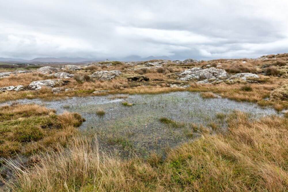 Irische Moore, wie dieses hier in Drigimlagh in Connemara, Grafschaft Galway, können sehr feuchte Orte sein. 