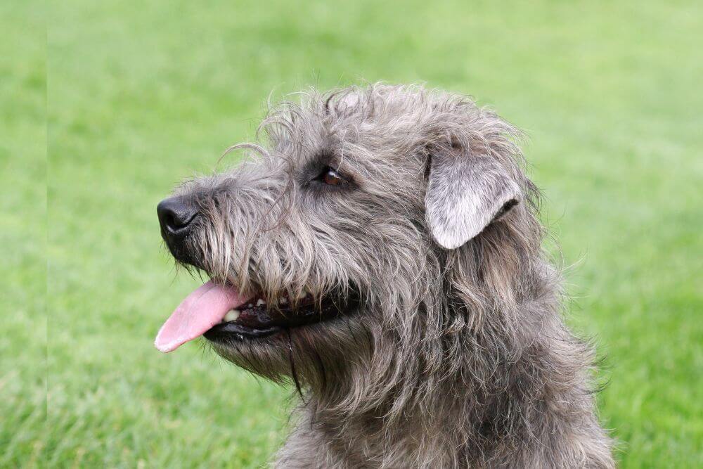 Irish Glen of Imaal Terrier: All You Need to Know