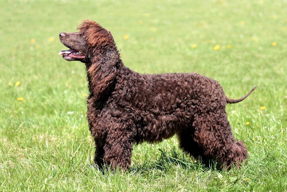 Irish Water Spaniel with its distinctive color coat and hairless tail. 
