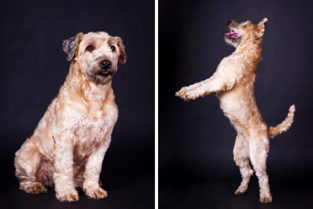 Wheaten Terriers are athletic dogs. 