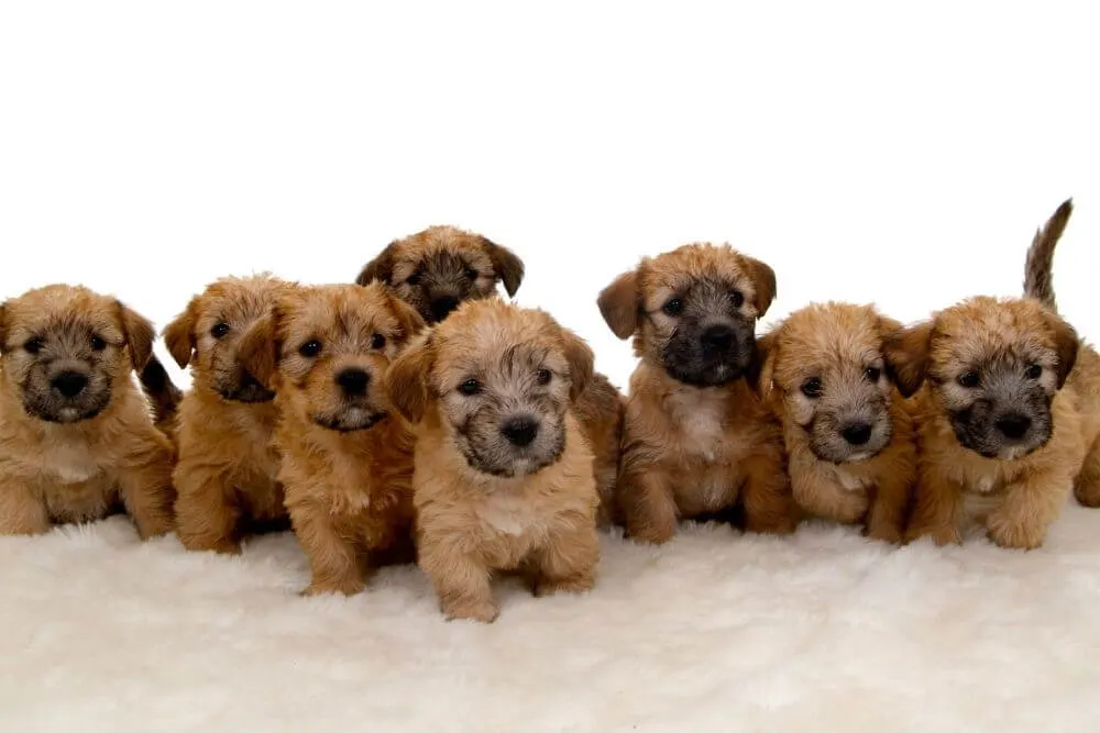 8 Irish Glen of Imaal Terrier Welpen in einer Reihe