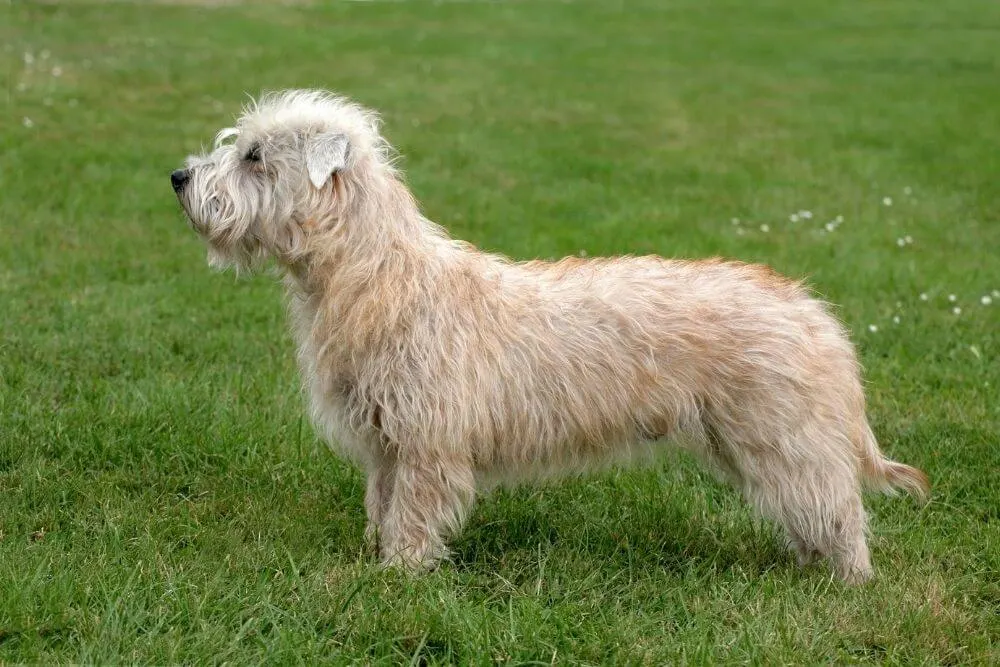 Weizenfarbener Irish Glen of Imaal Terrier  im Gras