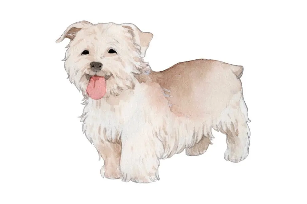 Watercolor painting of the Irish Glen of Imaal Terrier 