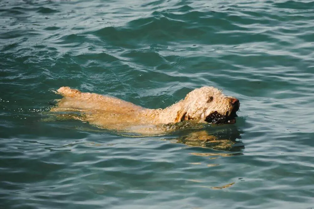 An Irish Soft Coated Wheaten Terrier swimming.