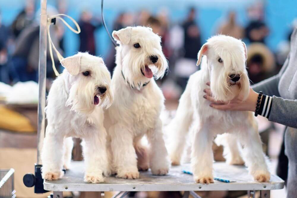 Three Irish Soft Coated Wheaten Terriers at a dog show. 