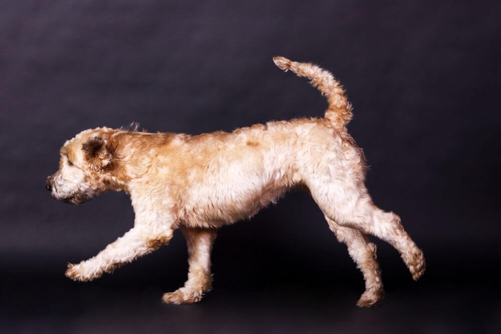 A active Wheaten Terrier. 