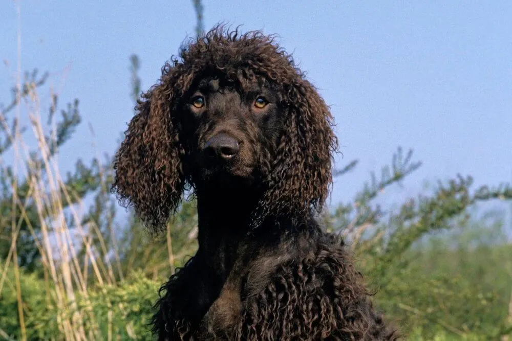 There is a topknot of curls on the head of the irish Water Spaniel.