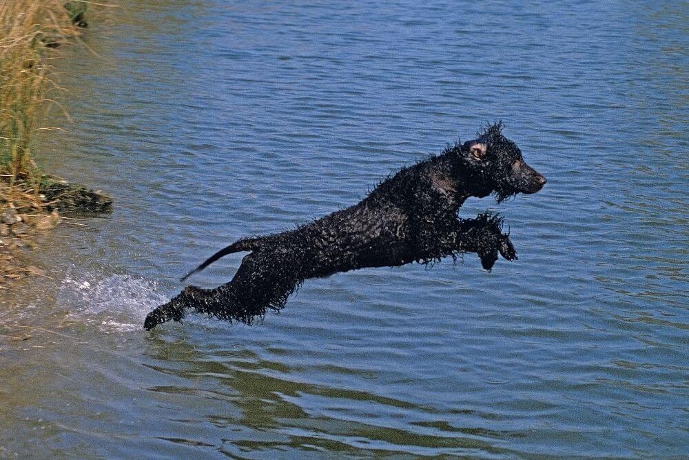 Irish Water Spaniels have webbed feet and are keen swimmers. 