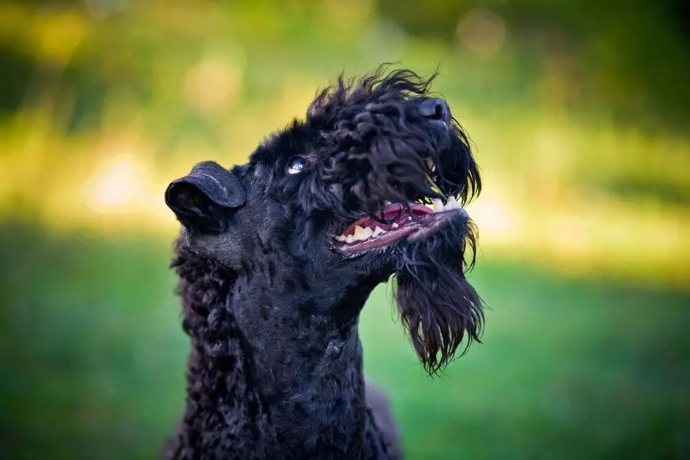 The Kerry Blue Terrier beard also needs to be washed and maintained on a regular basis. 
