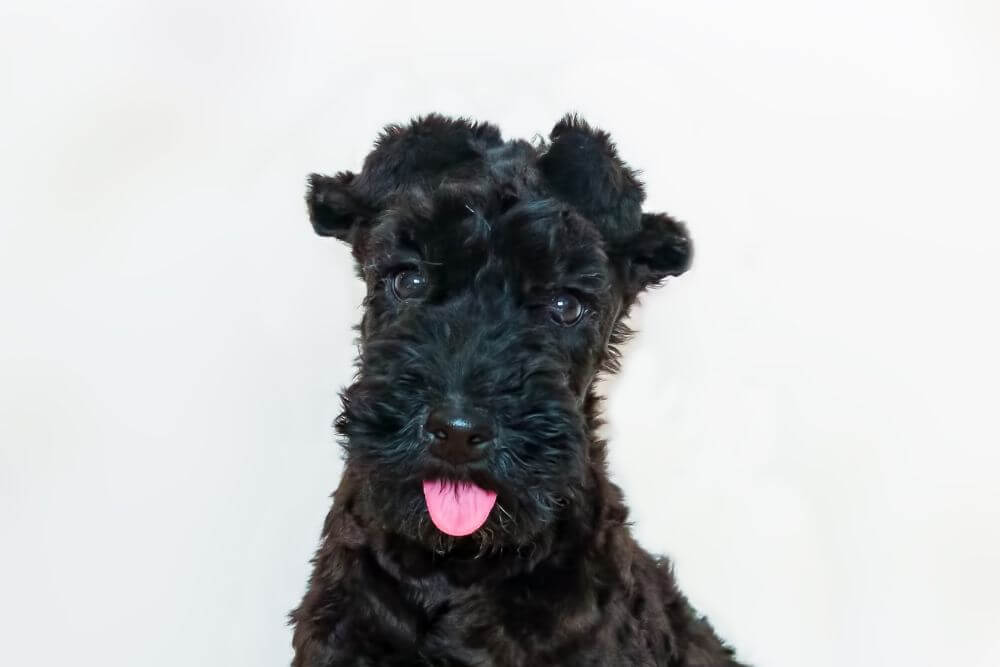 A Kerry Blue Terrier puppy with its ears glued for the desired ear carriage