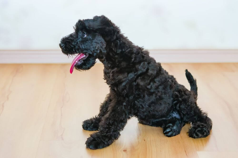 A Kerry Blue Terrier puppy with a black coat.