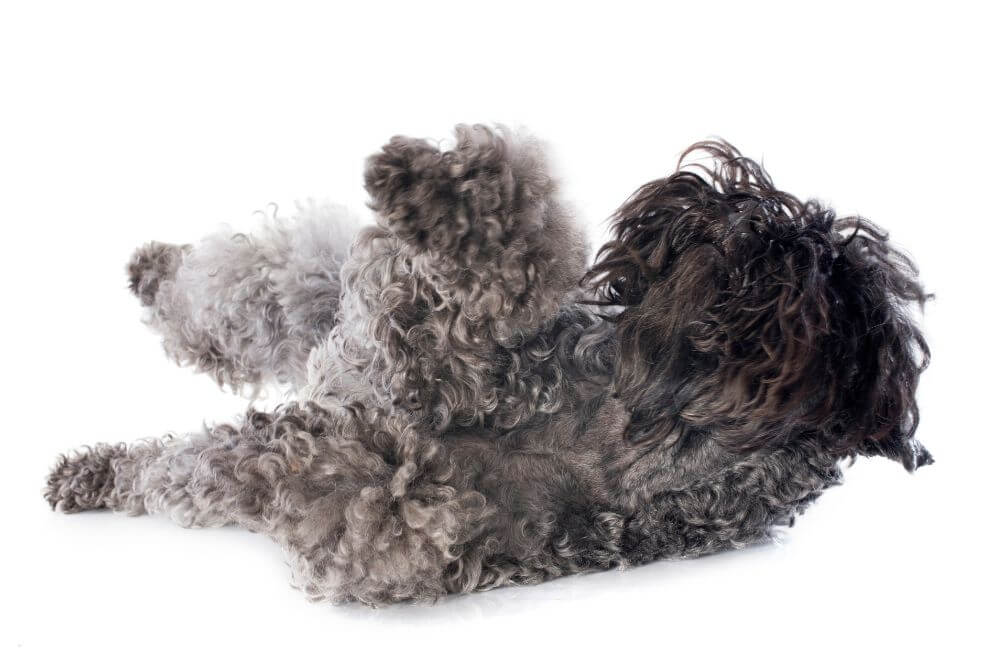 Kerry Blue Terriers are very affectionate with their owners and families. 