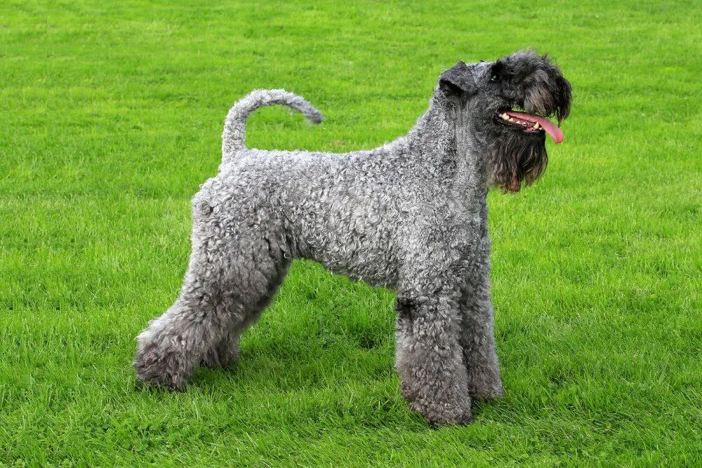 The Kerry Blue Terrier has some coat similarities to the Irish Soft Coated Wheaten Terrier. (