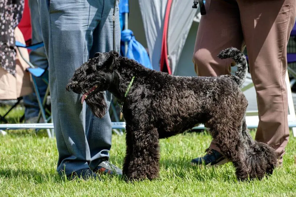 A Kerry Blue Terrier at a dog show event. 