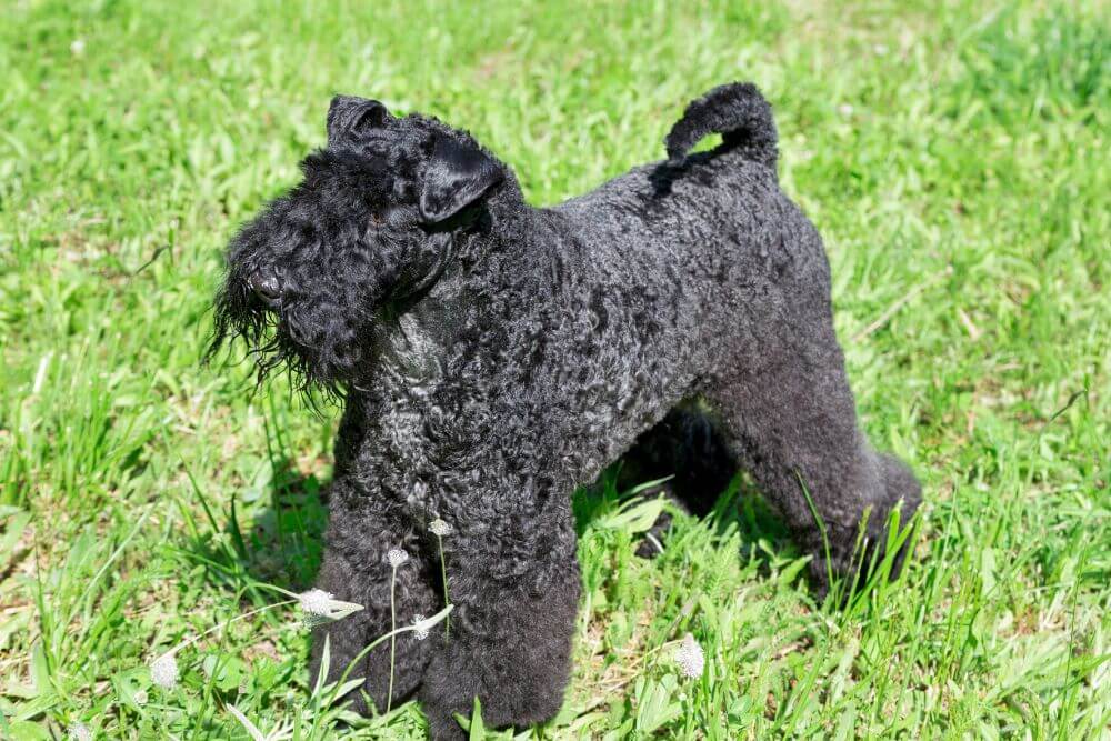 Rows of curls can be seen on the coat of this Kerry Blue Terrier 