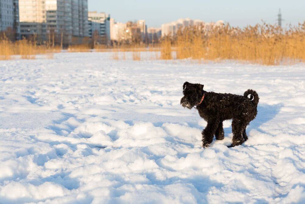 A Kerry Blue Terrier playing in snow. 