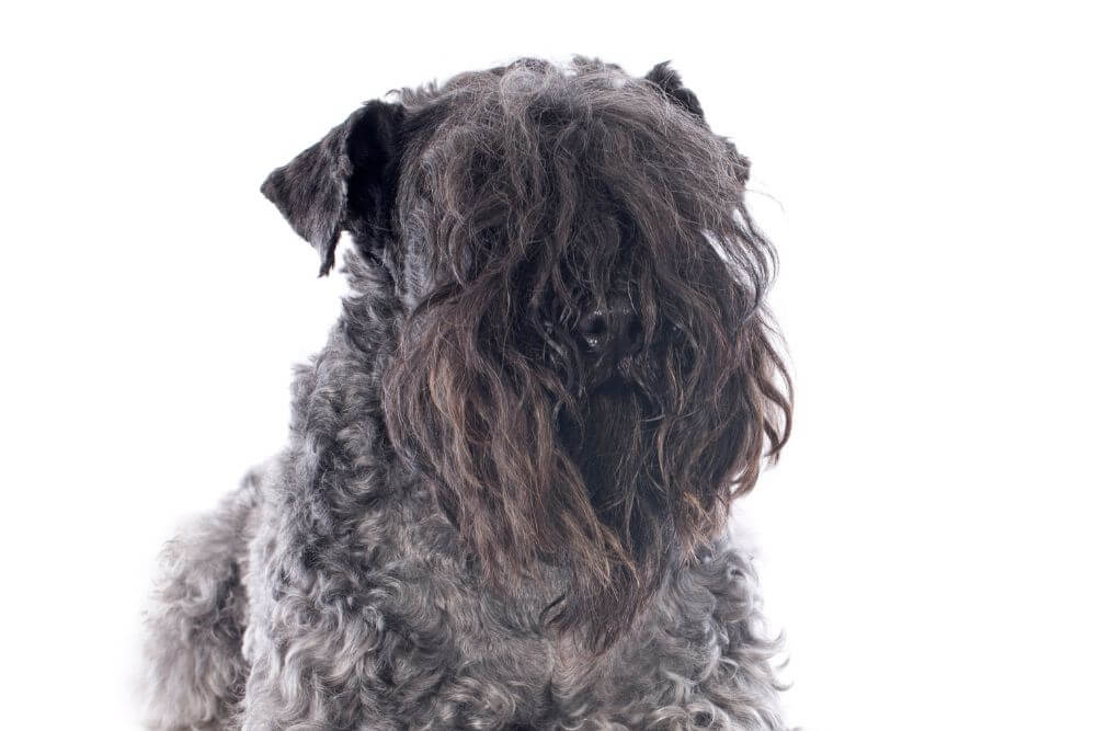 A Kerry Blue Terrier with long hair. 