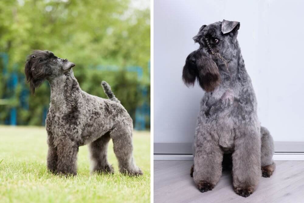 Well groomed Kerry Blue Terriers 
