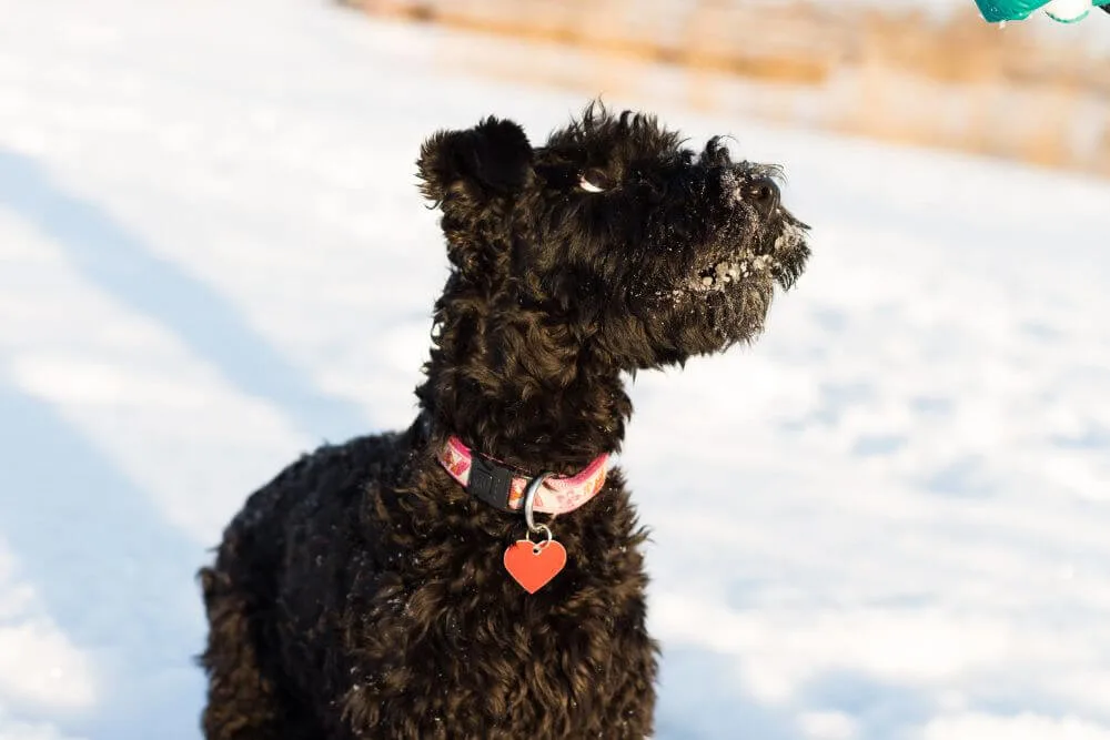 Kerry Blue Terriers are traditionally working dogs and enjoy mental as well as physical exercise. 
