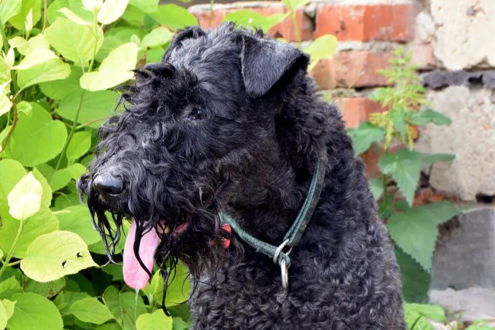 Kerry Blue Terrier after drinking water