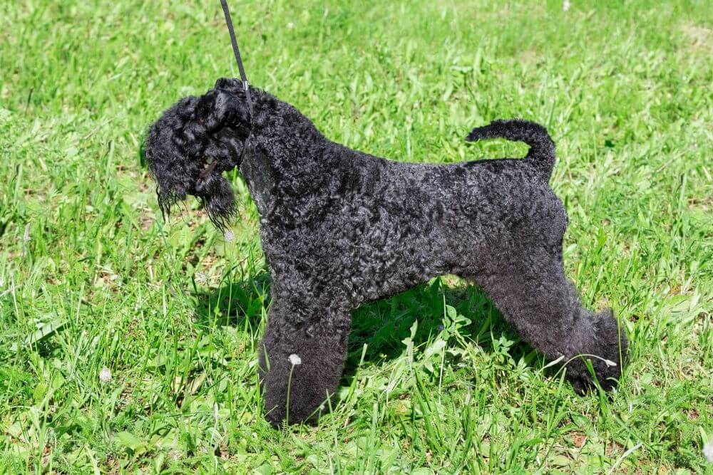 Kerry Blue Terriers should be kept on a leash when out and about. 
