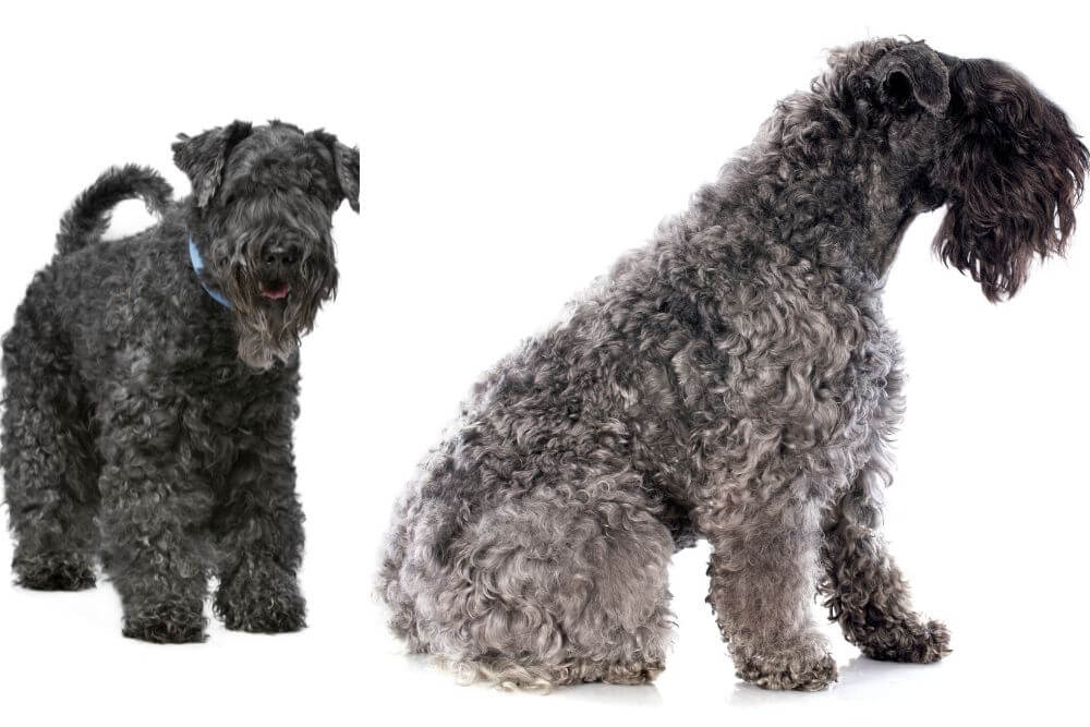 Soft, silky, wavy coats of Kerry Blue Terriers