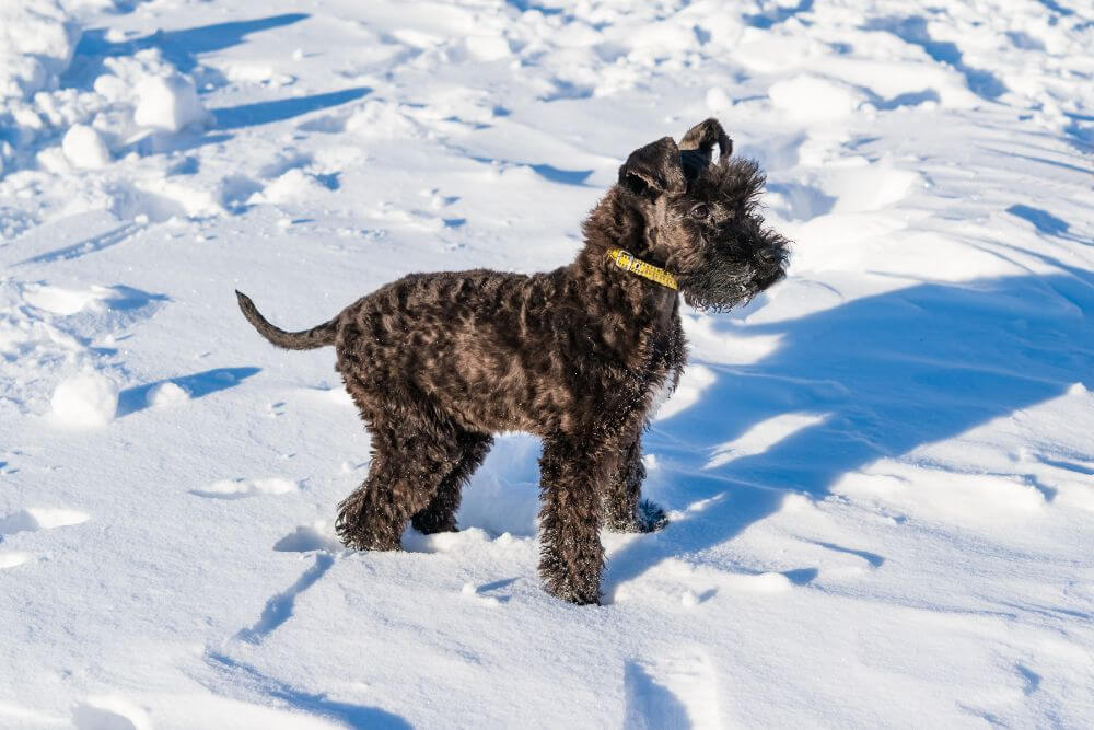 A playful Kerry Blue Terrier in snow. 