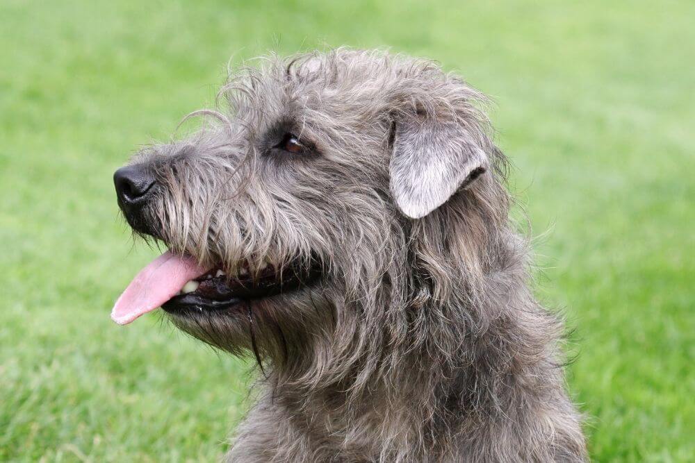 Irish Glen of Imaal Terrier - face close up