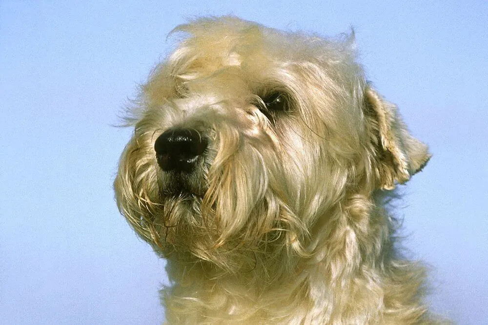 Porträt eines Soft Coated Wheaten Terriers. 