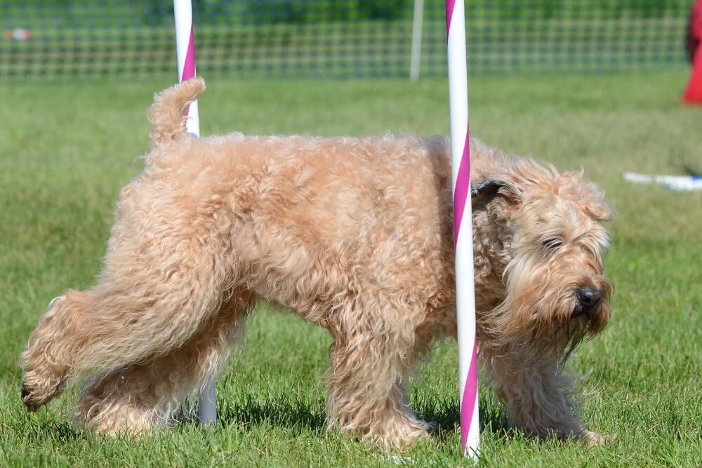 A Wheaten Terrier performing at an agility trial. 