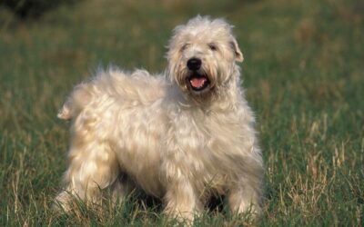 The Complete Guide to the Irish Soft Coated Wheaten Terrier