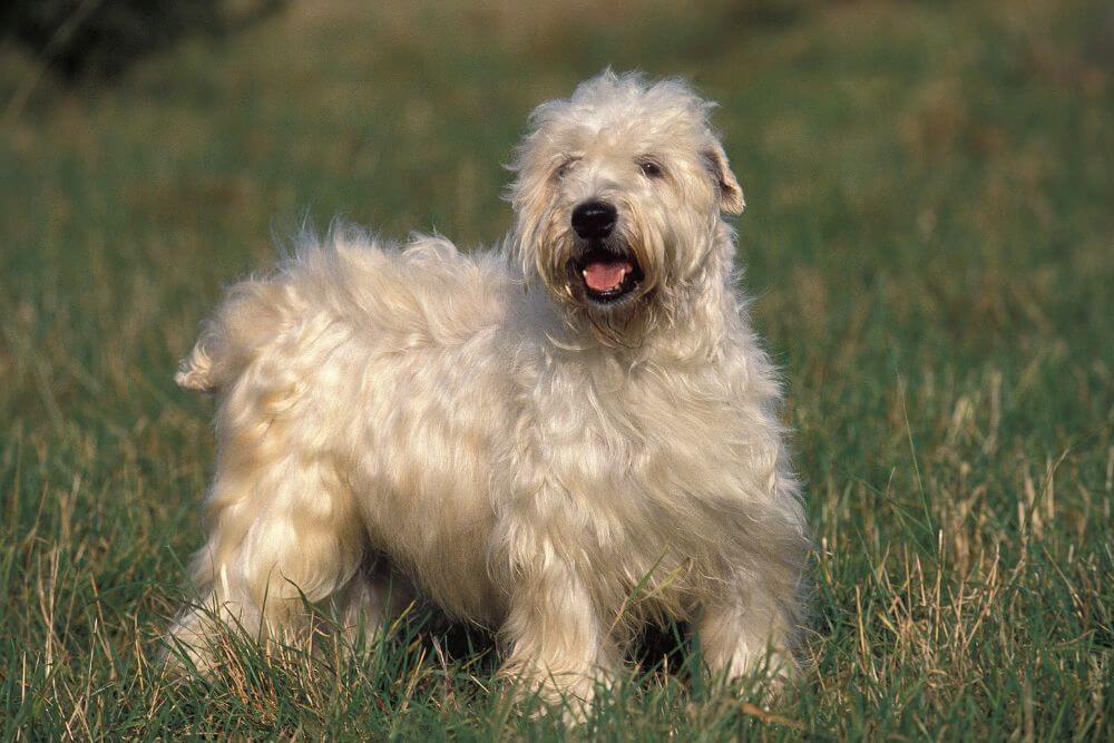 The healthy shine of the Wheaten's coat can clearly be seen here. 