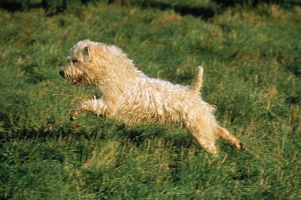 Wheaten Terrier waren Allzweckhunde auf irischen Bauernhöfen. 