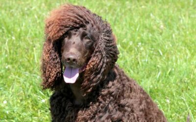 Complete Breed Guide to the Rare Irish Water Spaniel