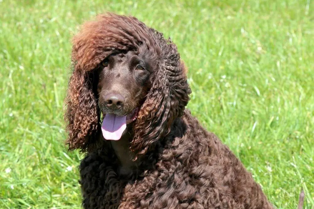 The coat of the Irish Water Spaniel requires a lot of maintenance. 