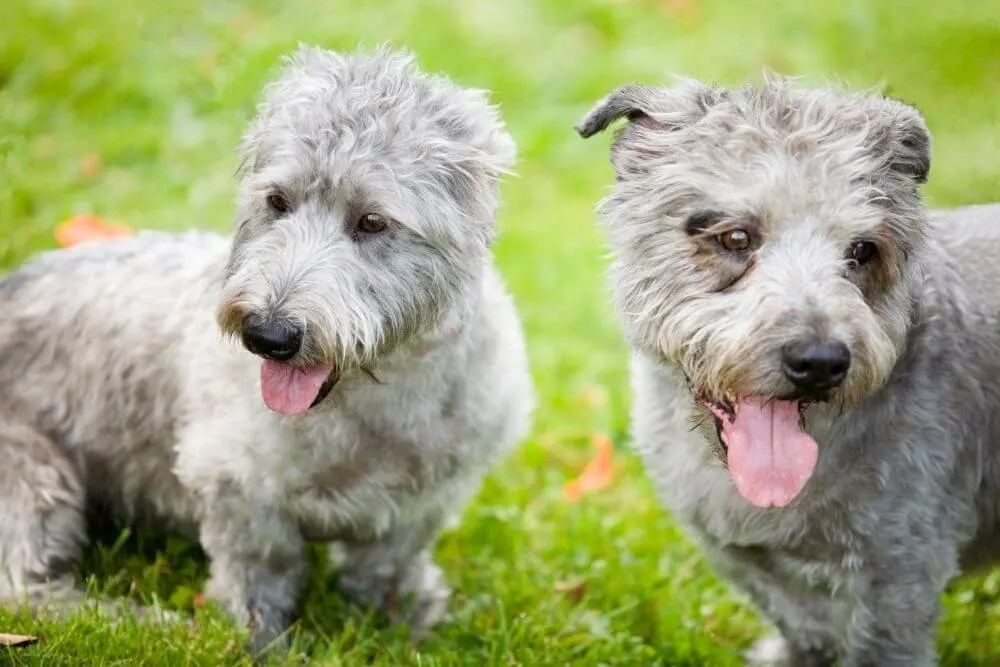 zwei Irish Glen of Imaal Terrier
