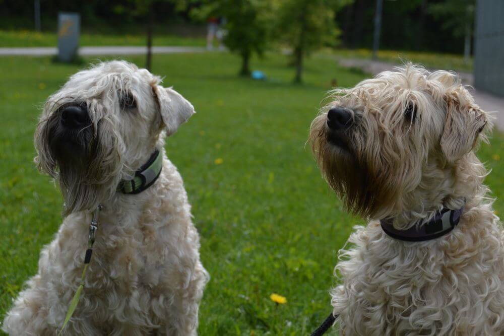 Two well behaved Wheaten Terriers on leashes. 