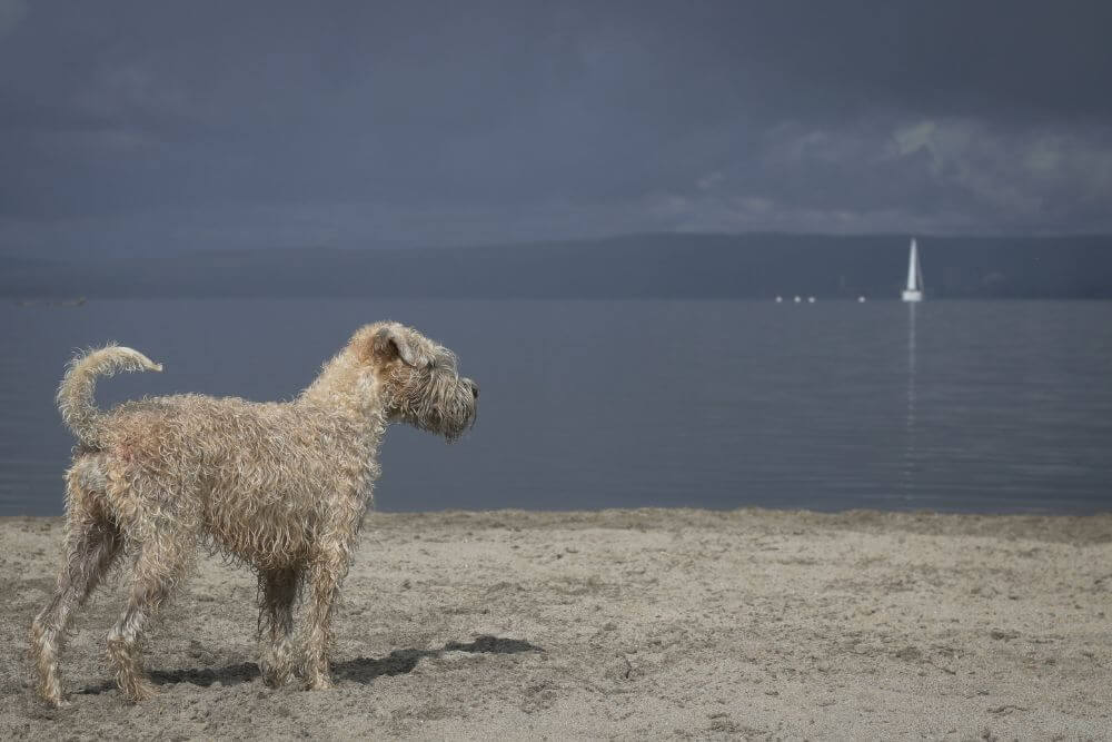 A Wheaten Terrier looks out on water. 