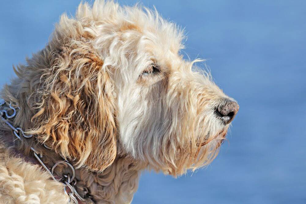 Portrait of a Wheaten Terrier