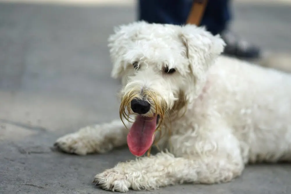 A white coated Wheaten Terrier. 