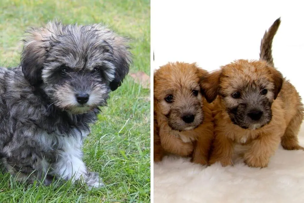 Irish Glen of Imaal Terrier Puppies 