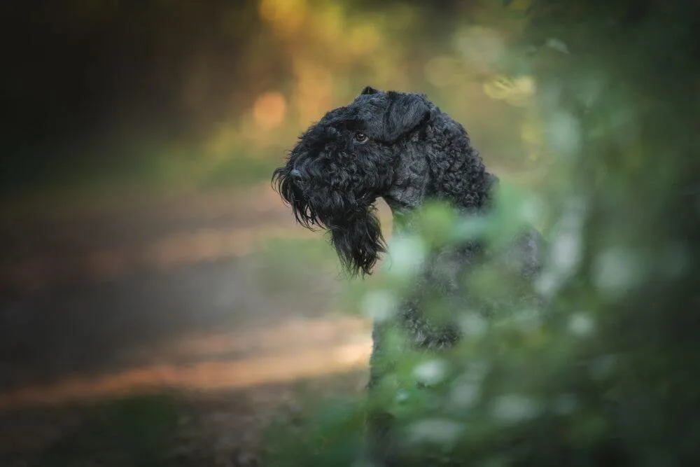 Kerry Blue Terriers are always alert and enjoy the company of their owner. 