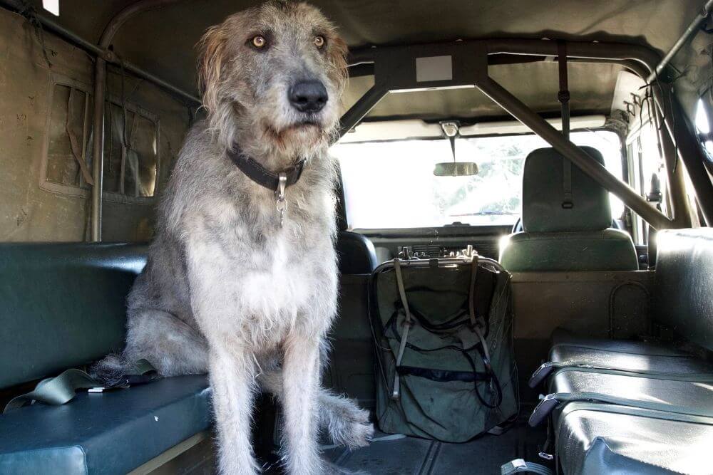 Irish Wolfhounds brauchen auch viel Platz, wenn sie reisen. 