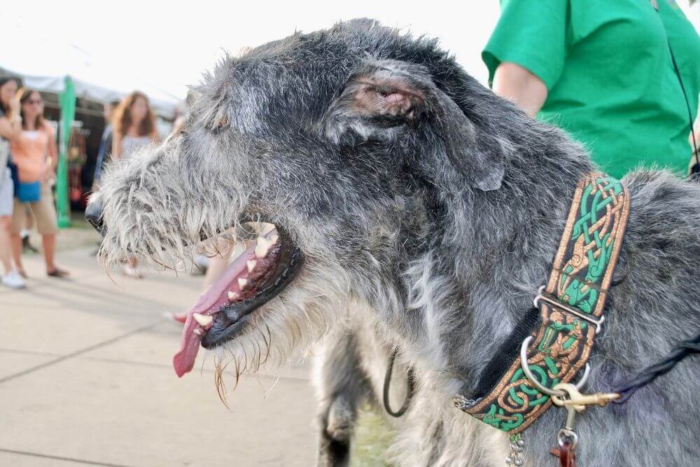 Irish Wolfhounds with Celtic designed collar